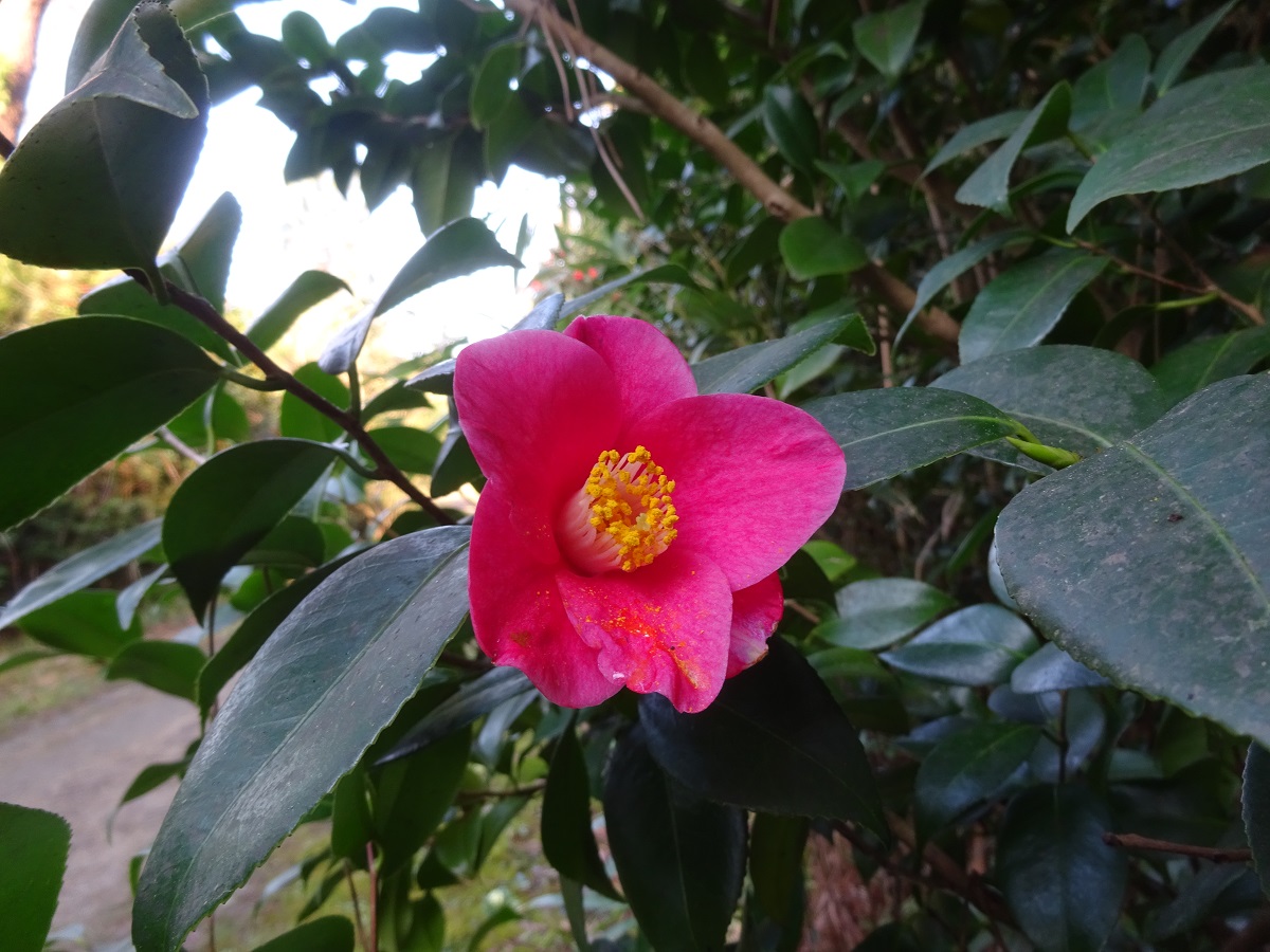 Camellia japonica (Theaceae)